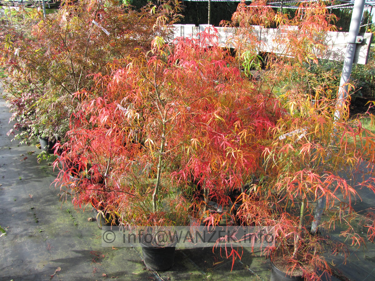 Acer palmatum Koto no ito - Herbst 1b.JPG